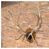 Pope & Young Record Book Taxidermy Roosevelt Elk