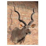 African Taxidermy Greater Kudu Mount