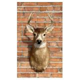 Sitka Blacktail Deer Taxidermy Mount