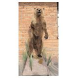 Kodiak Bear Taxidermy Mount Montana Residents Only