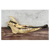 Inuit Eskimo Caribou Jaw Bone Souvenir Sled