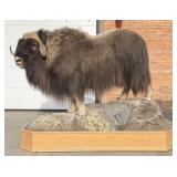 Alaskan Taxidermy Full Body Musk Ox Mount