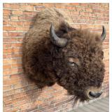 Giant Yellowstone National Park Taxidermy Buffalo