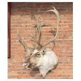 Woodland Caribou Taxidermy Mount