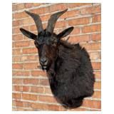 Black Catalina Taxidermy Goat Head Mount