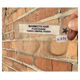 Ancient Russian Woolly Mammoth Hair Samples