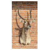 Shoulder Mount Taxidermy African Waterbuck
