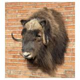 Alaskan Taxidermy Musk Ox Shoulder Mount