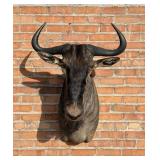 Shoulder Mount Taxidermy African Blue Wildebeest
