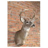 Sitka Blacktail Deer Taxidermy Mount