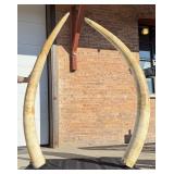 African Elephant Tusks Montana Residents Only