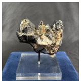 Fossil Wooly Mammoth Molar Tooth