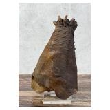 Seminole Native American Turtle Medicine Foot