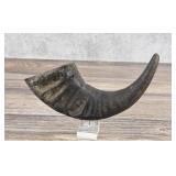 Water Buffalo Horn