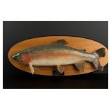 Rangitikei River Rainbow Trout Taxidermy Fish