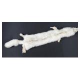 Arctic Fox Fur Pelt Taxidermy