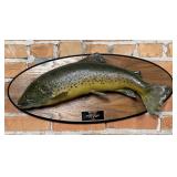 New Zealand Matura Brown Trout Taxidermy Fish