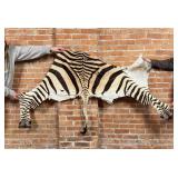 African Taxidermy Zebra Ass Rug