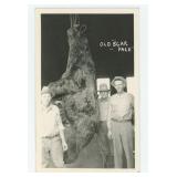 Old Scar Face Bear Montana RPPC Postcard