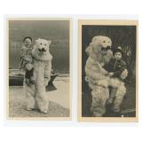 Man in Polar Bear Costume RPPC Postcards