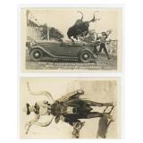 World Famous Educated Steer RPPC Postcards