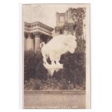 Bison Sculpture Palace of Fine Arts RPPC Postcard