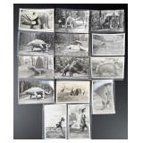 Domke's Prehistorical Zoo RPPC Postcards