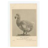 Dodo Bird British Museum Natural History Postcard