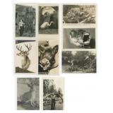 Collection of Oddity and Taxidermy RPPC Postcards