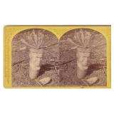 Halloween Indian Chief Carved Parsnip Stereoview