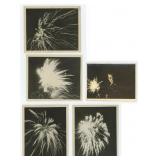 Collection of Fireworks in Action Photos