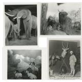 Natural History Museum Taxidermy Photos