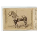Pride of Mull Clydesdale Stallion Cabinet Photo