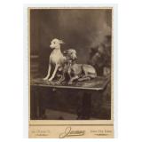 Whippets Racing Dog Cabinet Photo