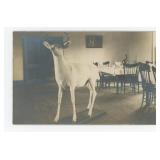 Albino Deer Hotel Mercer Wisconsin RPPC Postcard
