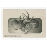 Deer Killed in Combat Taxidermy RPPC Postcard