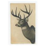 Wisconsin Taxidermy Deer Mount RPPC Postcard