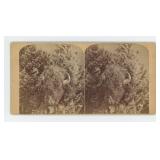 Mrs Maxwell Rocky Mountain Museum Stereoview