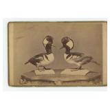Taxidermy Hooded Mergansers Duck Cabinet Photo