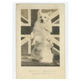 Muggins Red Cross Fundraising Dog RPPC Postcard