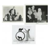 Poodle Performance Performer Photos