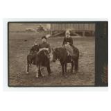 Miniature Horse Breeder Occupational Cabinet Photo