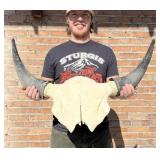 Montana Taxidermy Buffalo Skull