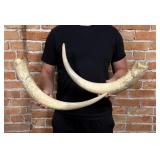 Montana Ranch Longhorn Steer Horns