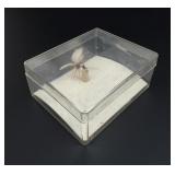 Montana Fan Wing Royal Coachman Fishing Fly