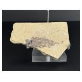 Mioplosus Green River Formation Fish Fossil