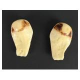 Pair of Montana Bull Elk Ivory Teeth