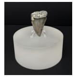 Megalodon Fossil Shark Tooth