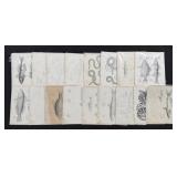 Pacific Railroad Surveys Fish Prints