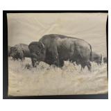Yellowstone National Park Montana Buffalo Photo